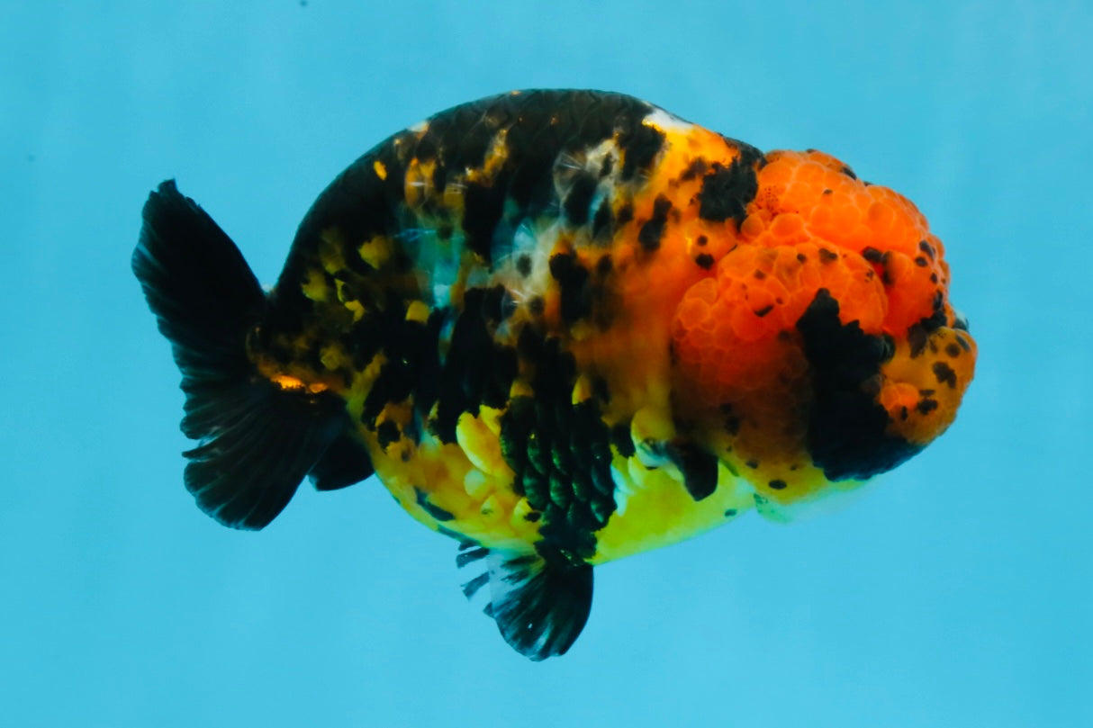 UNIQUE AAA Grade Chinese Red Head Ranchu Female 4.5-5 inches #101725RC_19
