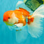 VISION A Grade Red White Oranda Male 6 inches #070626OR_08