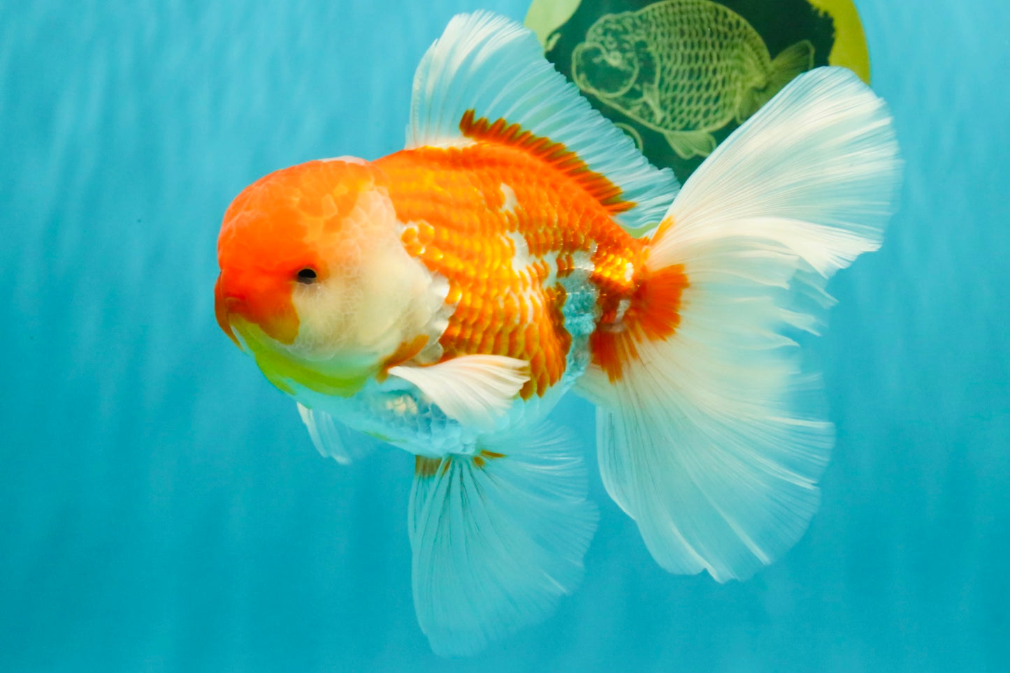 VISION A Grade Red White Oranda Male 6 inches #070626OR_08