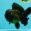 JUMBO AAA Grade Godzilla Black Oranda Male 6-6.5 inches #050826OR_01