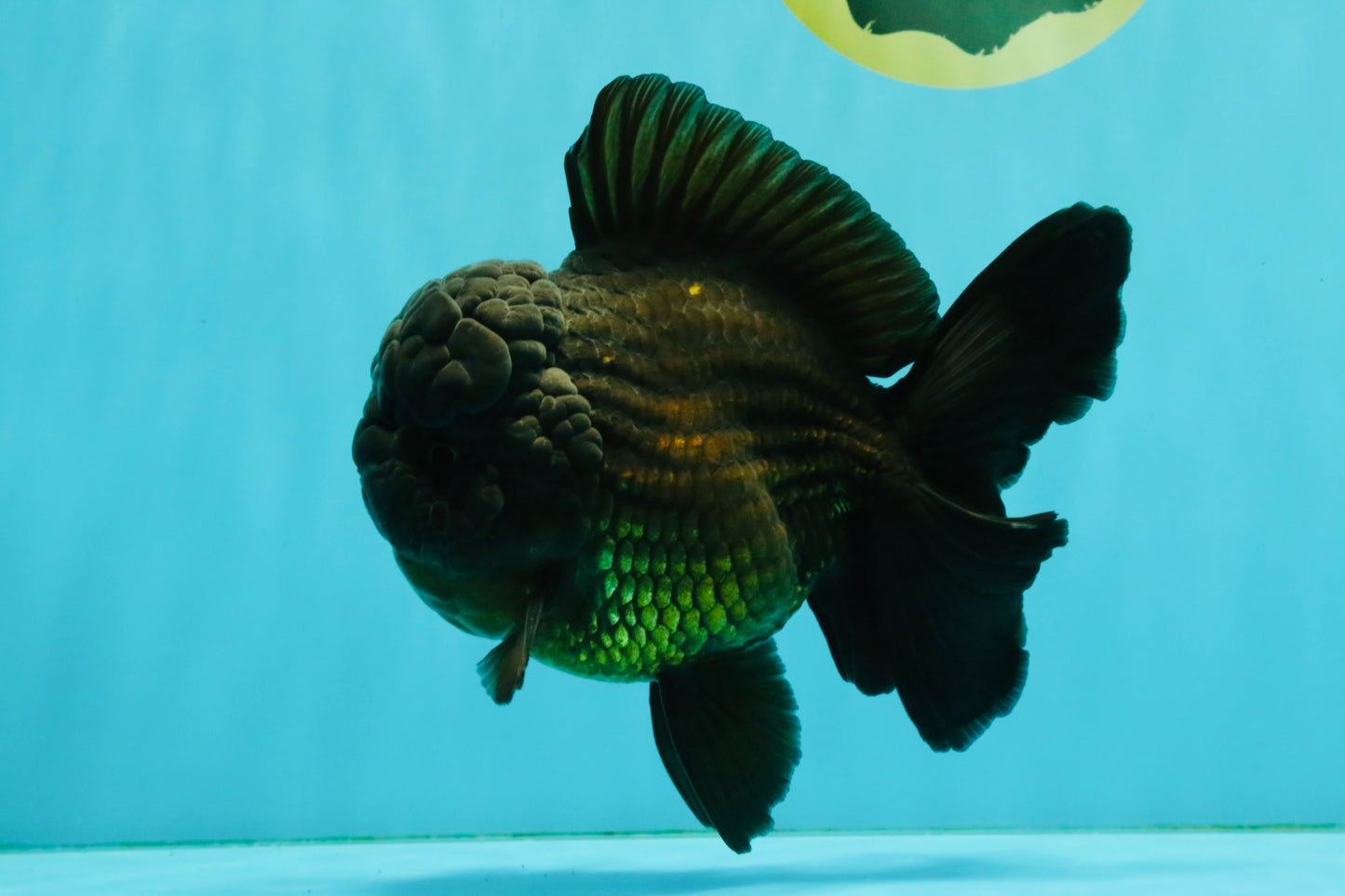 JUMBO AAA Grade Godzilla Black Oranda Male 6-6.5 inches #050826OR_01