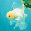 MASHMALLOW A Grade White Oranda Male 5.5-6 inches #091826OR_05
