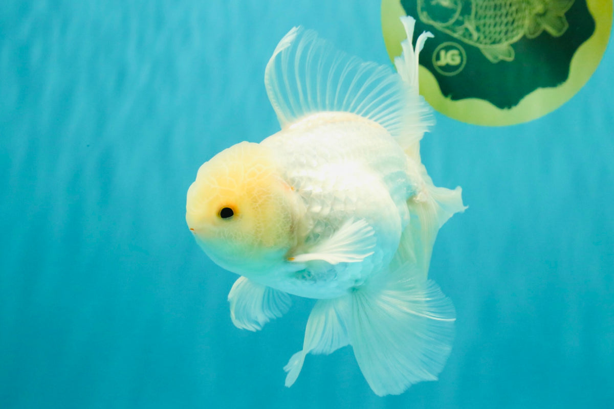 MASHMALLOW A Grade White Oranda Male 5.5-6 inches #091826OR_05