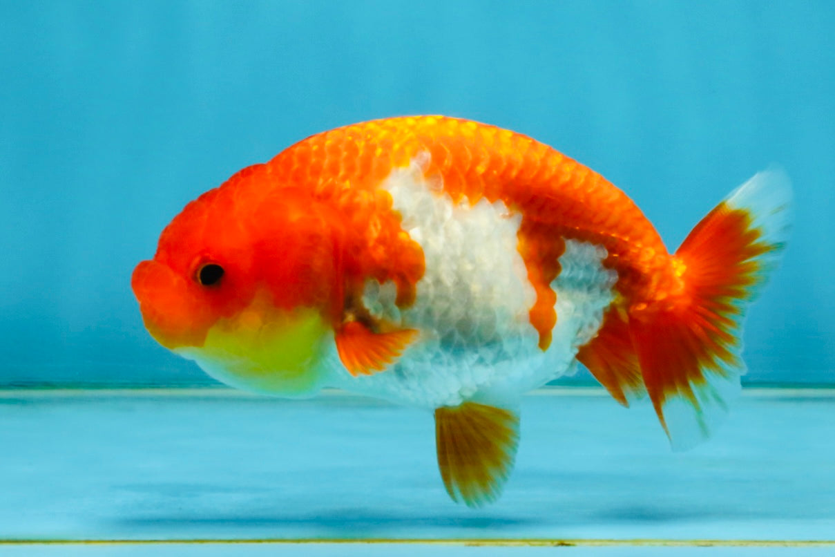 Red White Lionchu Female 4 inches #121225LC_10