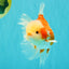 A Grade Lipsticks Red White Oranda Male 6 inches #101626OR_03