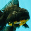AAA Grade Long Fin Kirin Oranda Male 5.5-6 inches #062626OR_23