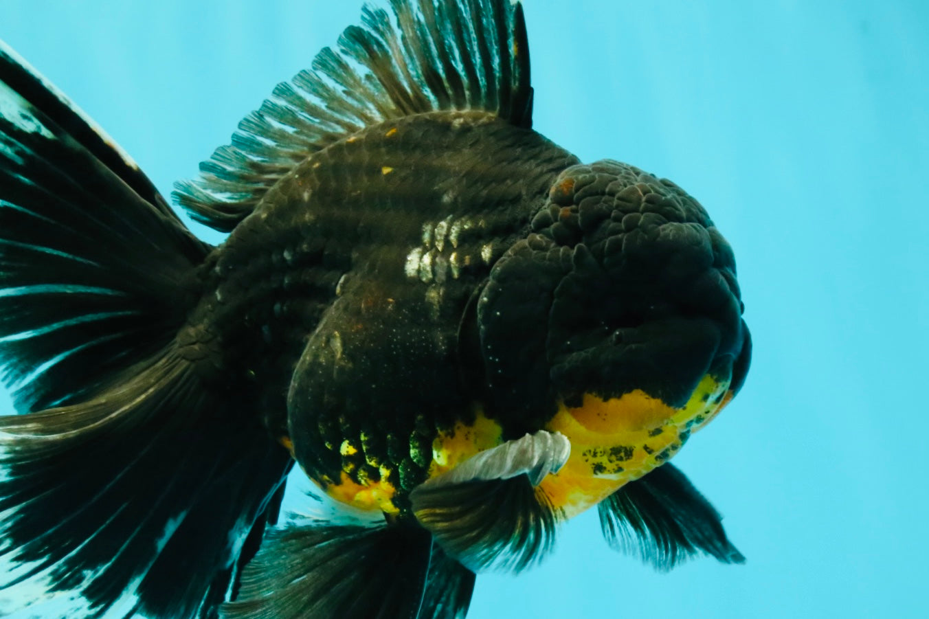 AAA Grade Long Fin Kirin Oranda Male 5.5-6 inches #062626OR_23