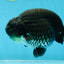 AAA Grade Black Ranchu Male 4.5-5 inches #052325RC_17
