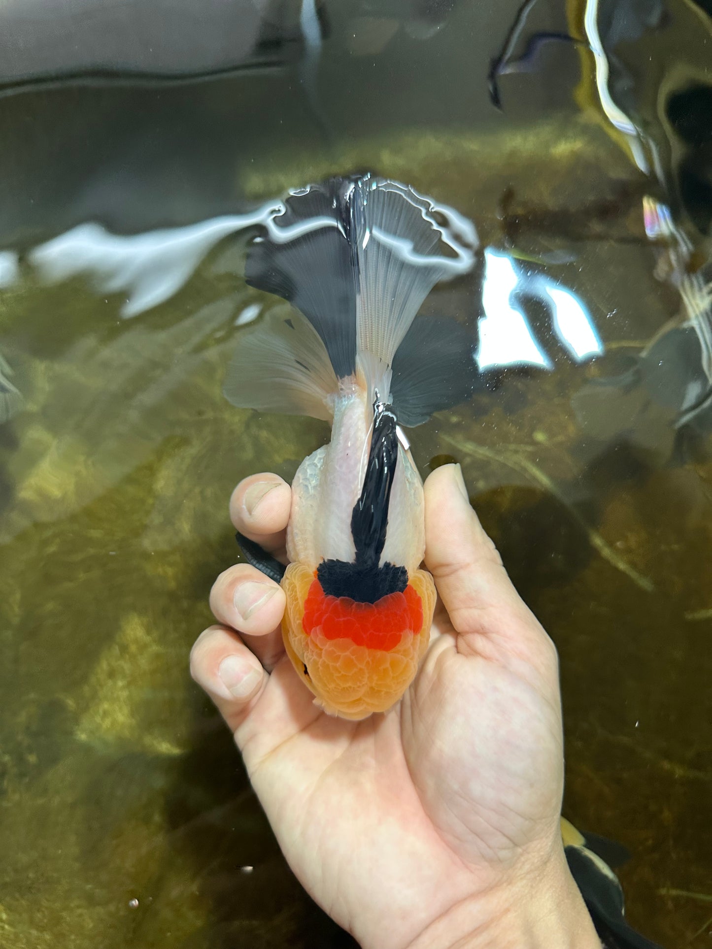 AAA Grade Special Tricolor Button Eyes Oranda Male 5 inches #080825OR_03