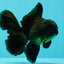 A Grade Black Oranda Male 5.5-6 inches #102326OR_11