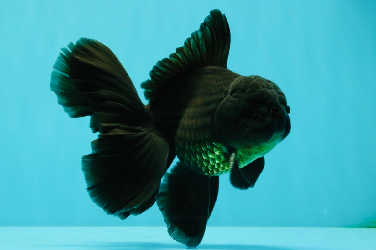 A Grade Black Oranda Male 5.5-6 inches #102326OR_11