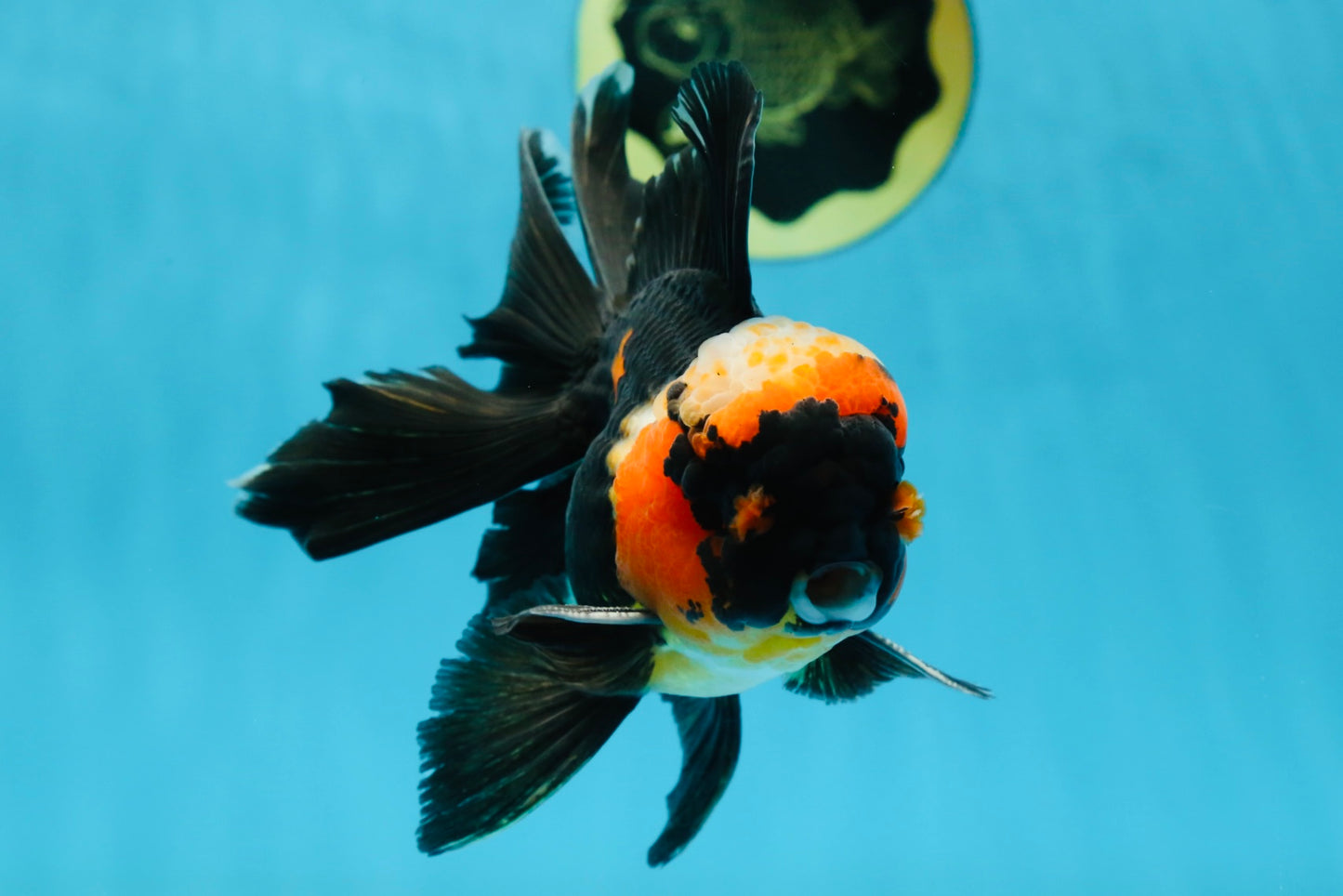 A Grade STUNNING Tricolor Oranda Male 5-5.5 inches #051625OR_23