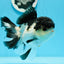 AAA Grade Tricolor Button Eyes Oranda Female 5.5 inches #0920OR_31