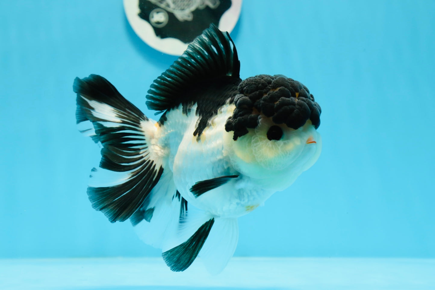 AAA Grade Tricolor Button Eyes Oranda Female 5.5 inches #0920OR_31