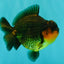 SUPER CUTE AAA Grade Apache Yuanbao Male 4.5-5 inches #101626YB_32