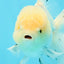 AAA Grade Panda Matte White Pompoms Oranda Male 4.5-5 inches #0503OR_12