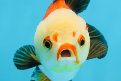 Tricolor Yuanbao Female 4 inches #111425YB_01