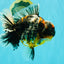 SPECIAL AAA Grade Special Kirin Oranda Male 7-7.5 inches #070326OR_04