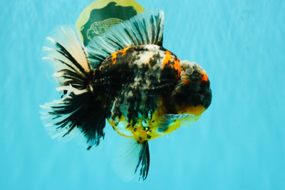 SPECIAL AAA Grade Special Kirin Oranda Male 7-7.5 inches #070326OR_04