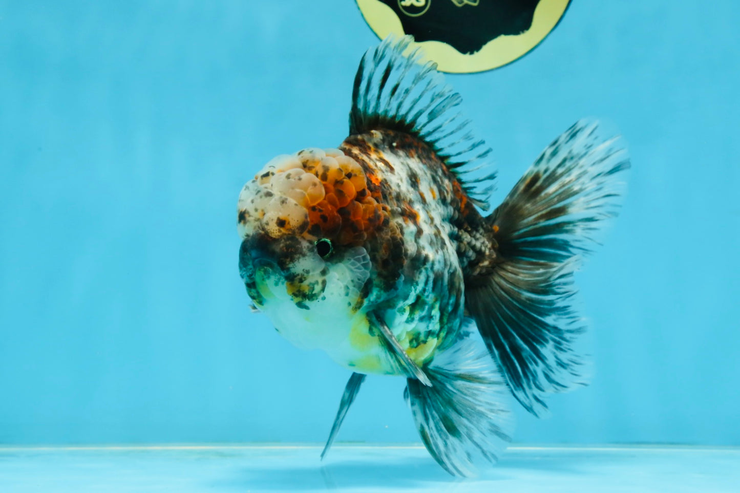 CHONKY AAA Grade Calico Kirin Oranda Male 5.5 inches #102425OR_18