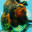 CHONKY AAA Grade Broadtail Tiger Oranda Male 7-7.5 inches #072426OR_04