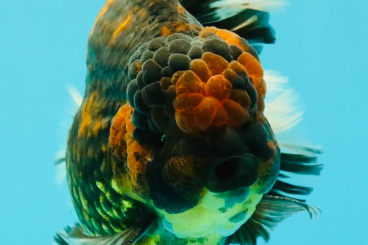 CHONKY AAA Grade Broadtail Tiger Oranda Male 7-7.5 inches #072426OR_04