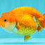 SUPER CUTE A Grade Red White LionQueen 4-4.5 inches #081426LC_16
