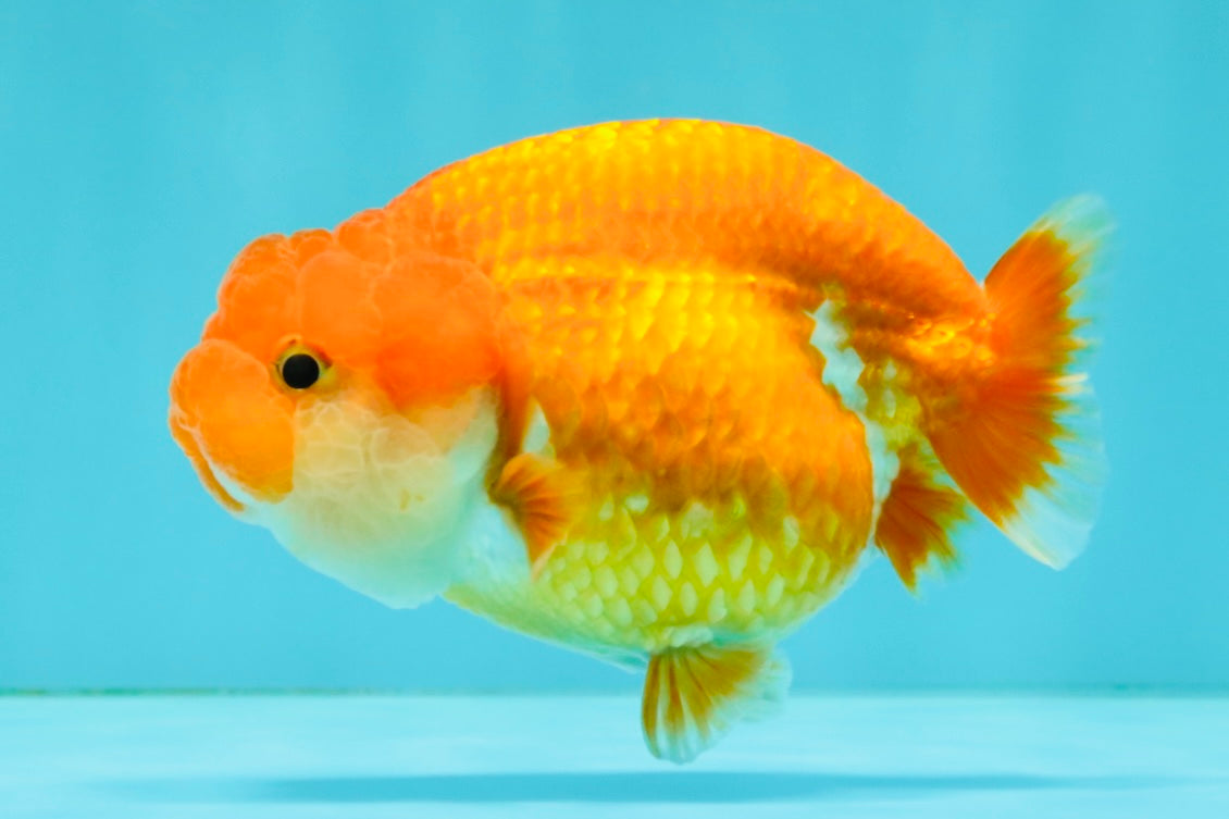 SUPER CUTE A Grade Red White LionQueen 4-4.5 inches #081426LC_16