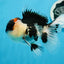 AAA Grade Tricolor Oranda Male 5 inches #0830OR_26