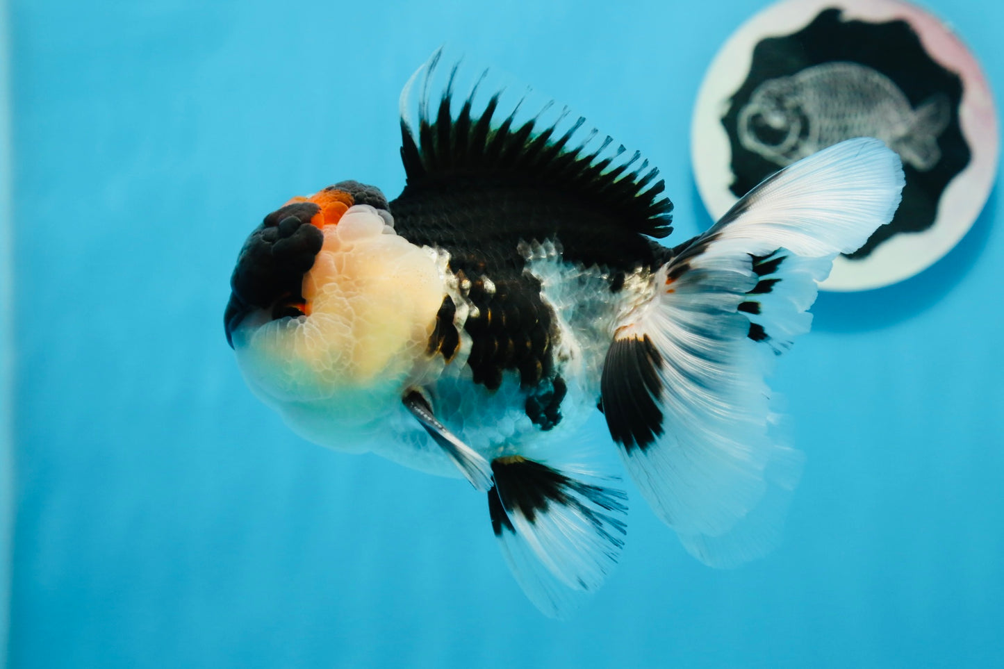 AAA Grade Tricolor Oranda Male 5 inches #0830OR_26