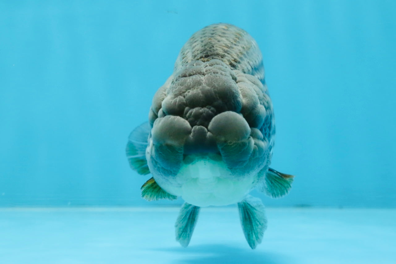 Blue LionChu Male 5 inches #103125LC_15