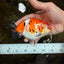 A Grade Tricolor Sakura Chinese Ranchu Male 4.5-5 inches #112125RC_15