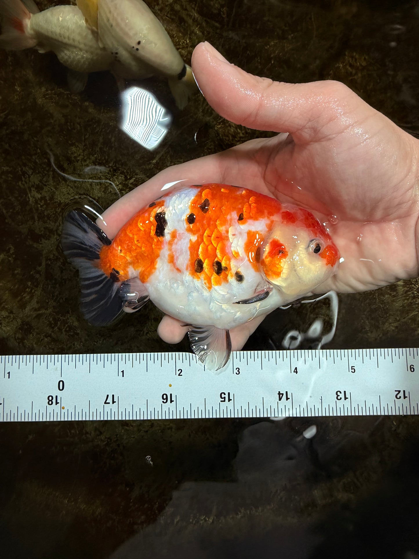 A Grade Tricolor Sakura Chinese Ranchu Male 4.5-5 inches #112125RC_15