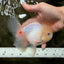 BEAUTY A Grade White Sakura Oranda Male 5.5 inches #050126OR_09