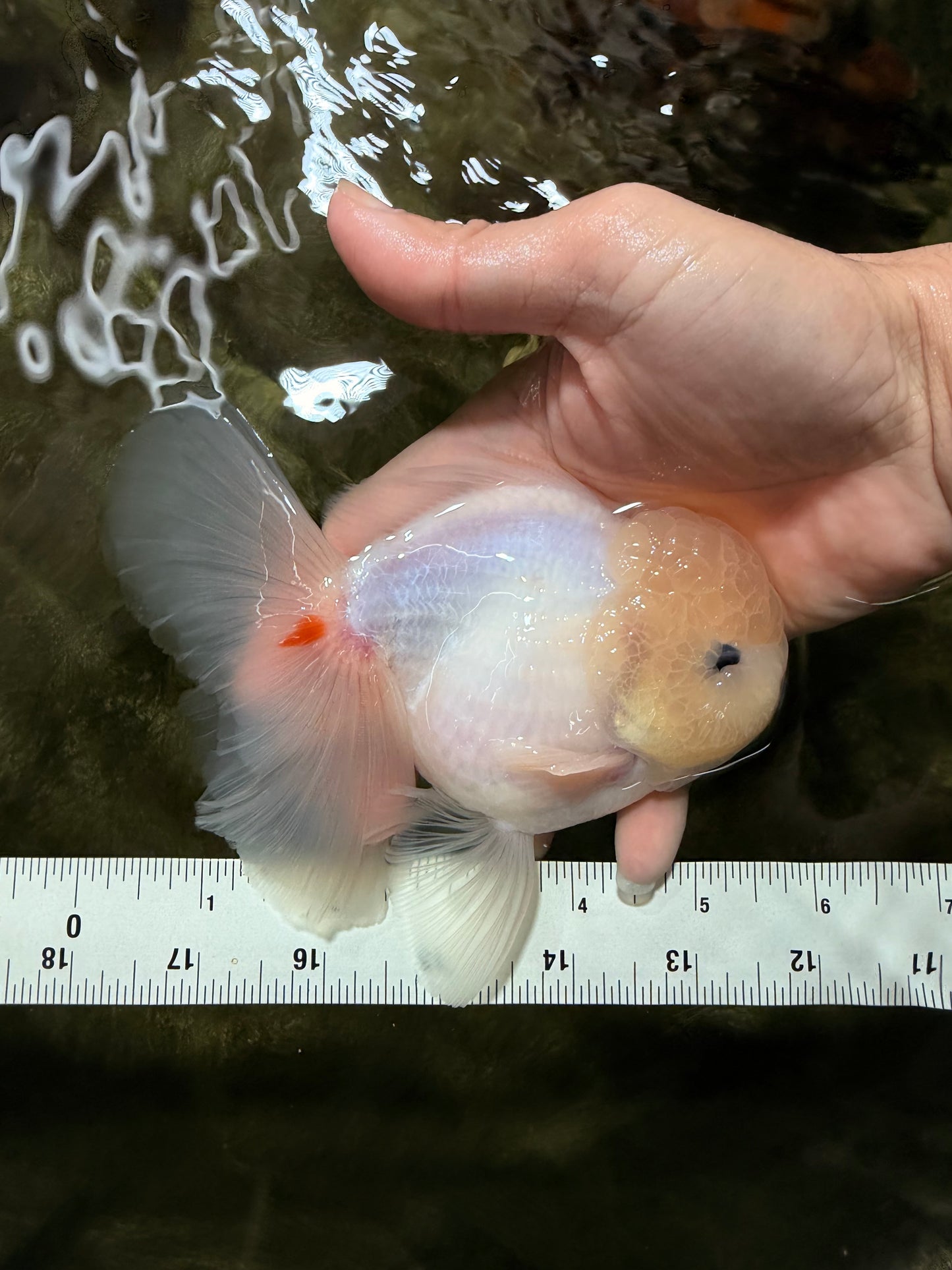 BEAUTY A Grade White Sakura Oranda Male 5.5 inches #050126OR_09