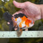 UNIQUE Tricolor Oranda Male 5 inches #100325OR_21