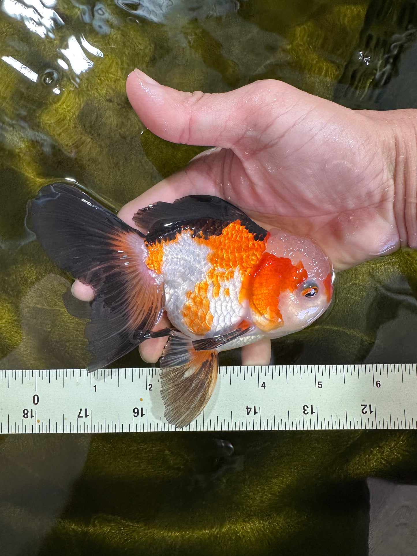 UNIQUE Tricolor Oranda Male 5 inches #100325OR_21