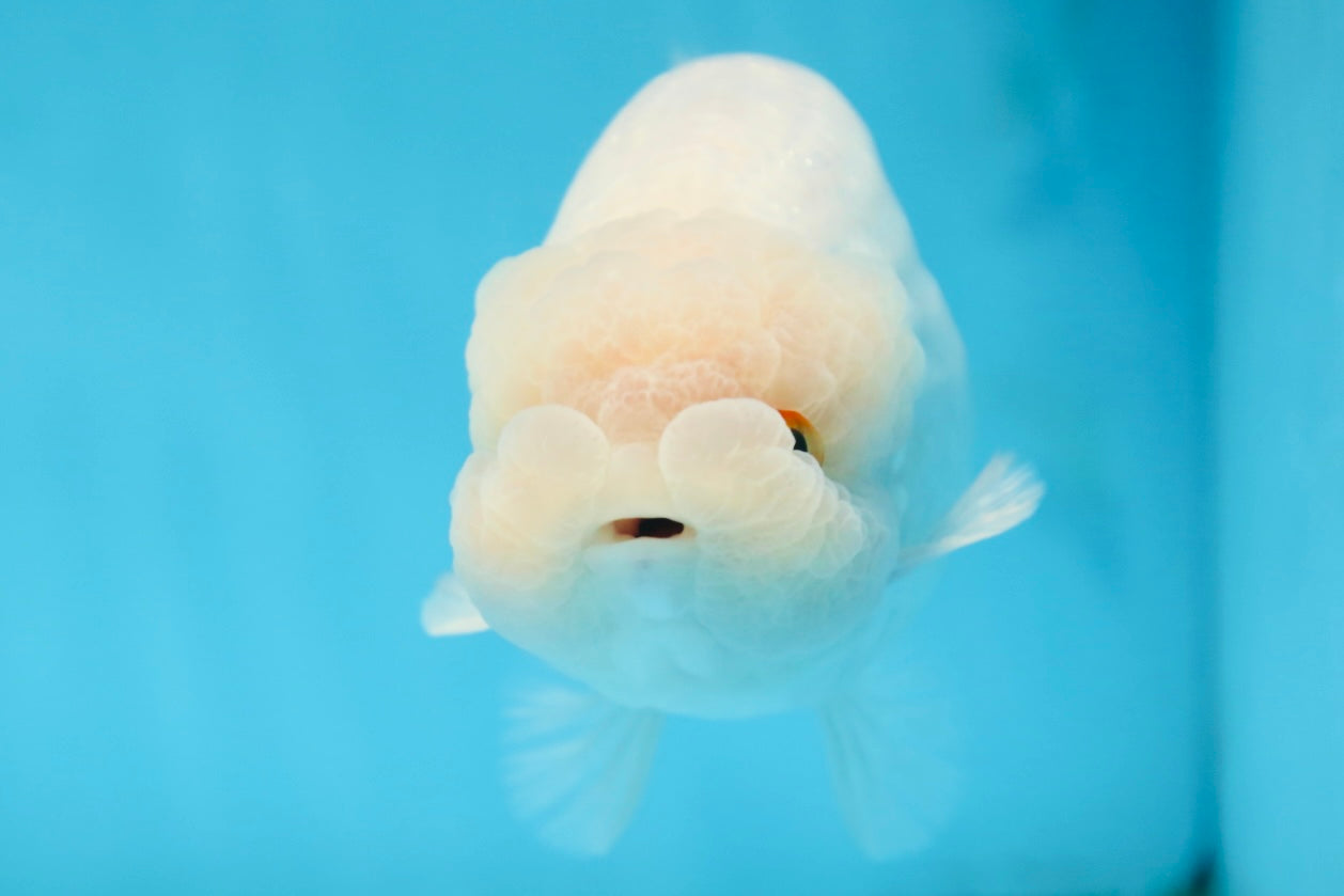 AAA Grade Snow White LionKing 5-5.5 inches #082925LC_18