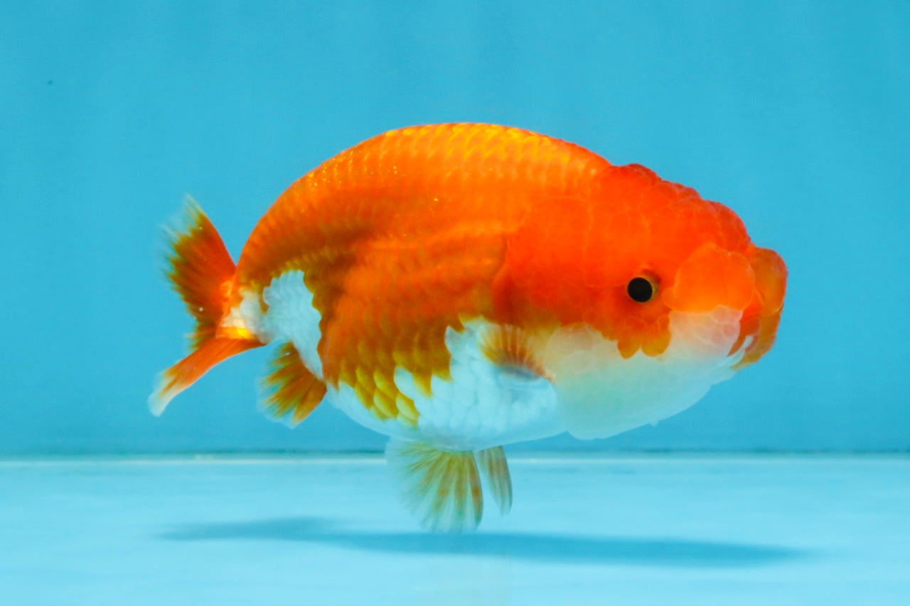 A Grade Red White LionQueen 4 inches #112825LC_04