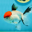 A Grade Red Cap Tricolor Oranda Male 4.5 inches #120624OR_02