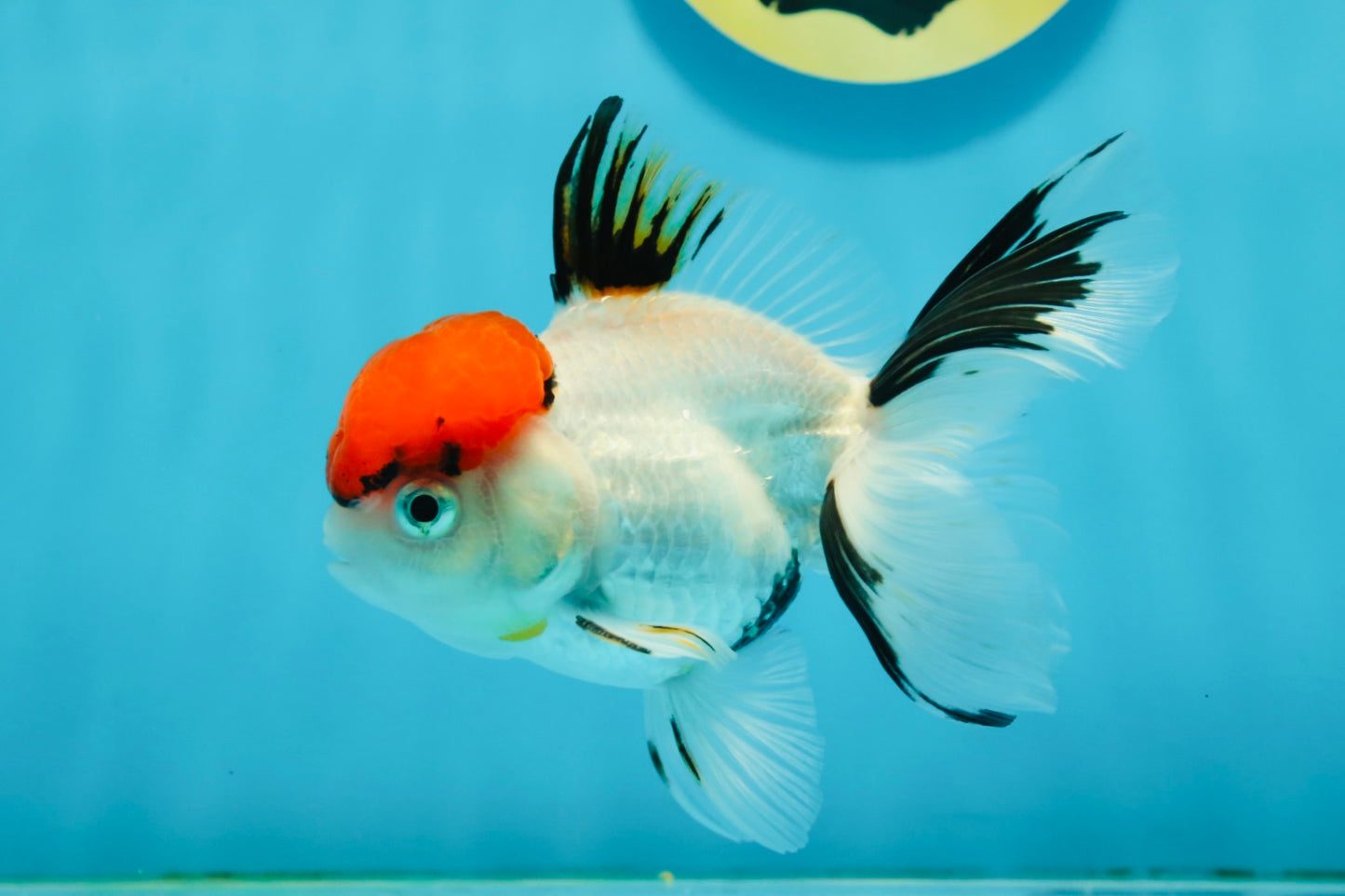 A Grade Red Cap Tricolor Oranda Male 4.5 inches #120624OR_02