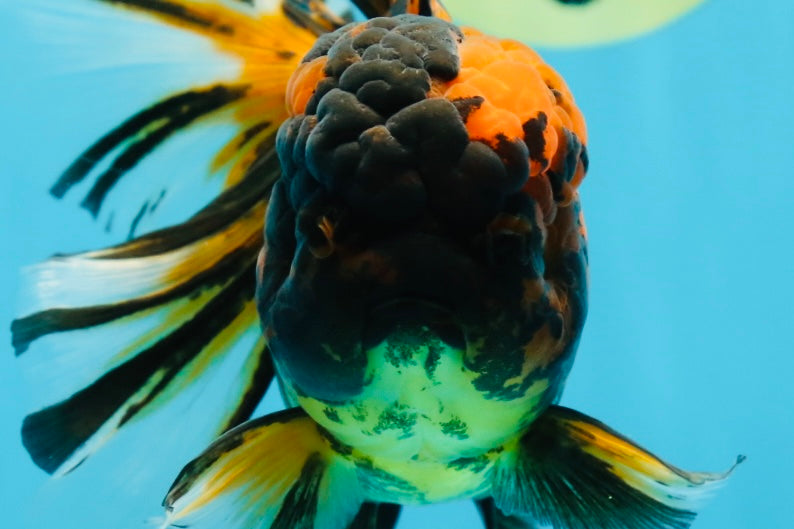 A Grade Stunning RARE Butterfly tail Tiger Oranda Female 5.5 inches #010325OR_04