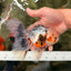 AAA Grade Calico Oranda Male 6-6.5 inches #070626OR_16