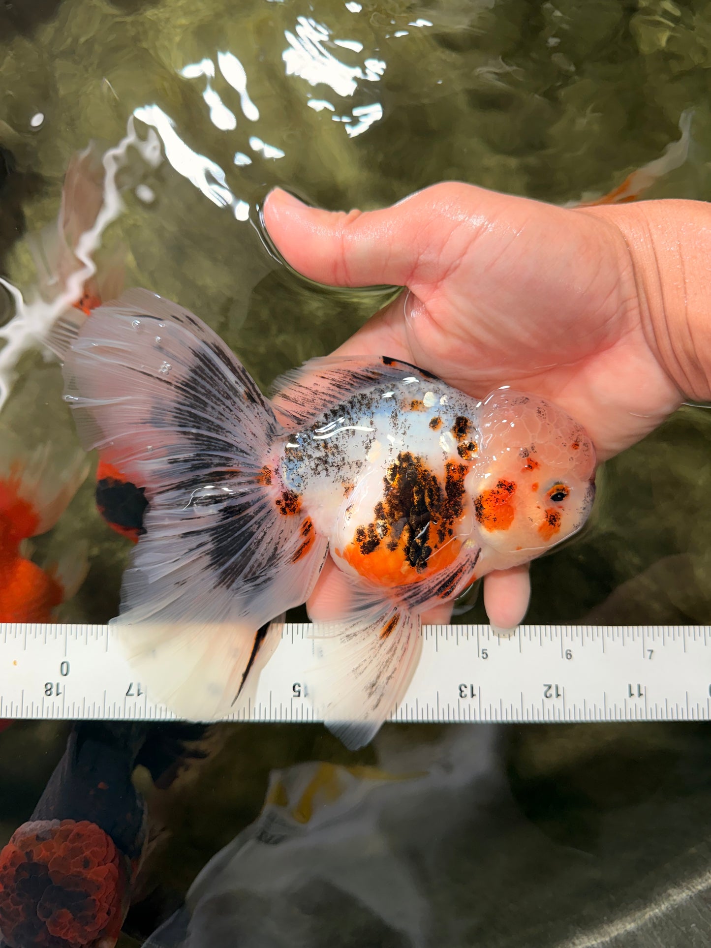 AAA Grade Calico Oranda Male 6-6.5 inches #070626OR_16