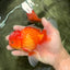 UNIQUE A Grade Red White Oranda Male 5.5 inches #070626OR_10