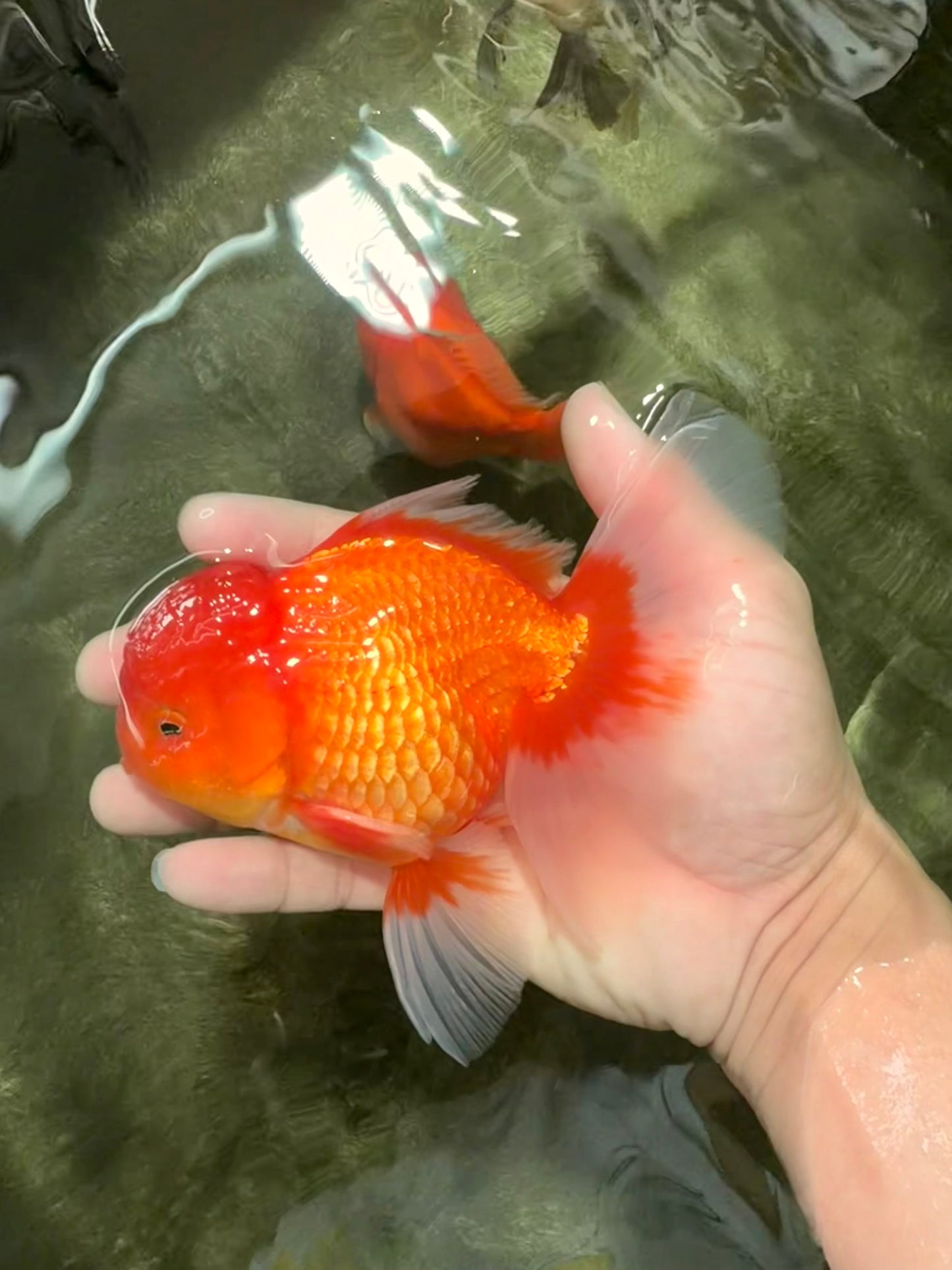 UNIQUE A Grade Red White Oranda Male 5.5 inches #070626OR_10