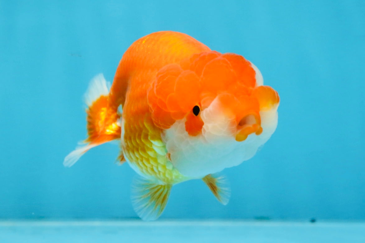 A Grade Red White LionQueen 4 inches #103125LC_18