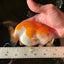 A Grade Orange White LionQueen 4.5-5 inches #110824LC_19