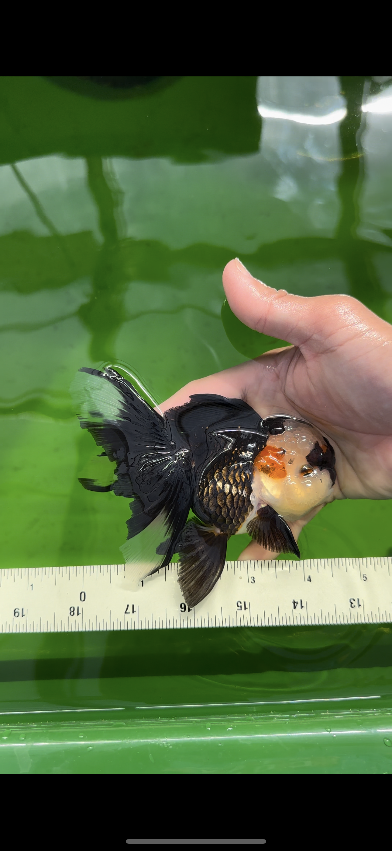 AAA Grade Batman Tricolor Oranda Female 4.5  inches #0510OR_14