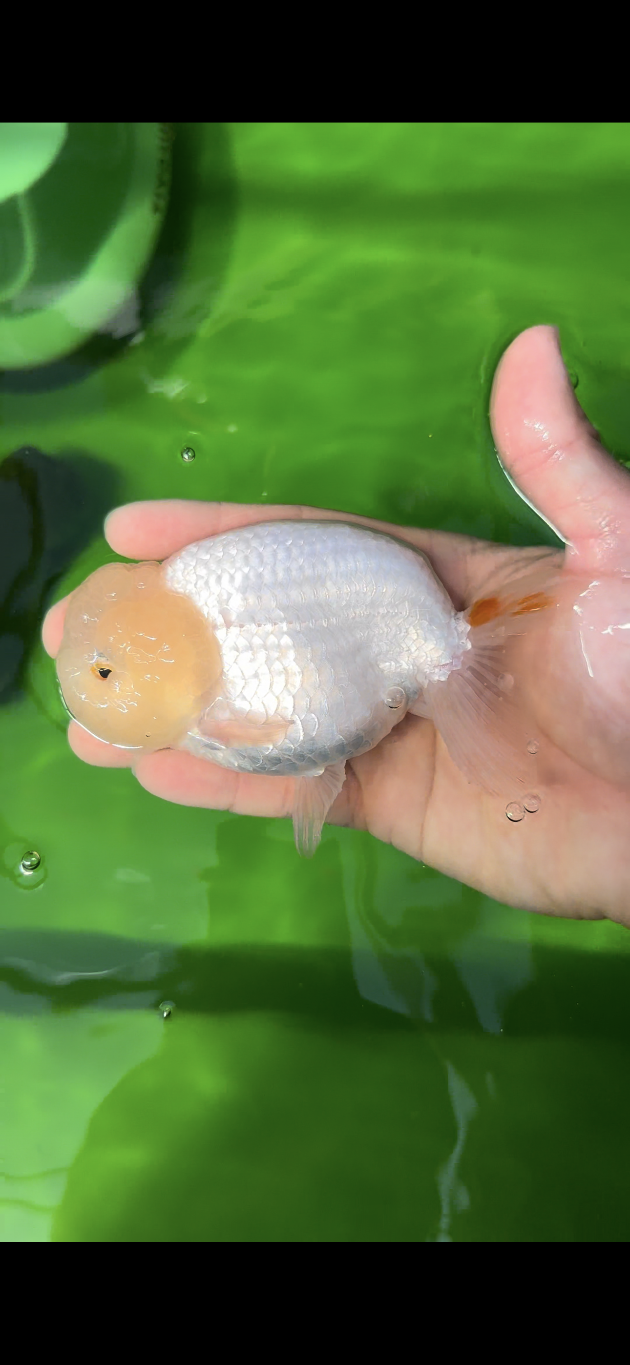 ❄️ Super Cute Snow White Lemonhead Lionchu Male 4.5 inches #0524LC_14